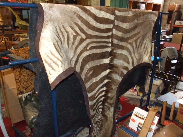 Full Zebra Skin - Image 2 of 3