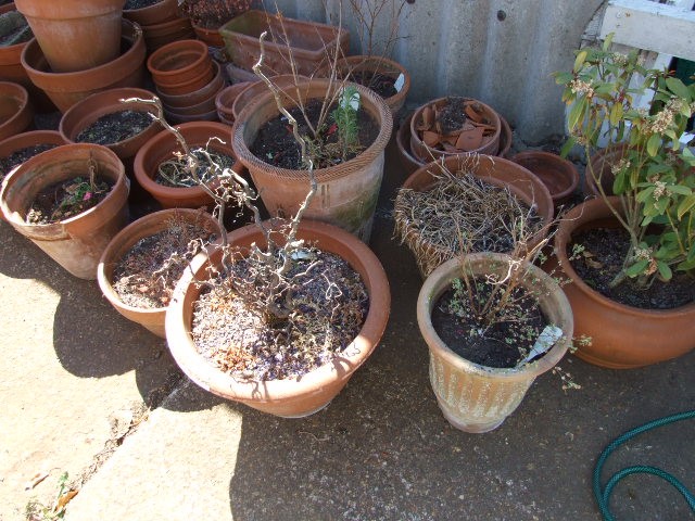 Qty Terracota Pots and Planters ( must take the soil away thats in them ) - Image 2 of 5