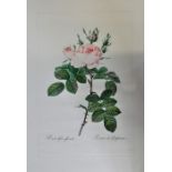 2 FRAMED AND GLAZED QUALITY DETAILED BOTANICAL PRINTS OF ROSES