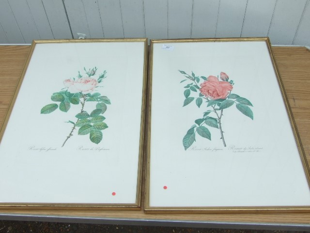 2 FRAMED AND GLAZED QUALITY DETAILED BOTANICAL PRINTS OF ROSES - Image 2 of 5