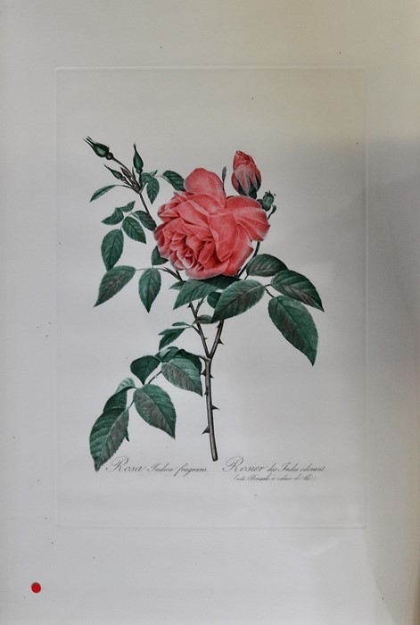 2 FRAMED AND GLAZED QUALITY DETAILED BOTANICAL PRINTS OF ROSES - Image 5 of 5