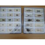 2 TRAYS OF PRESERVED EXOTIC INSECTS