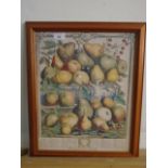 Print Robert Fubor 1732 - Spring fruit species Kensington Palace