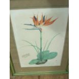 Watercolour of Bird of Paradise & other pictures