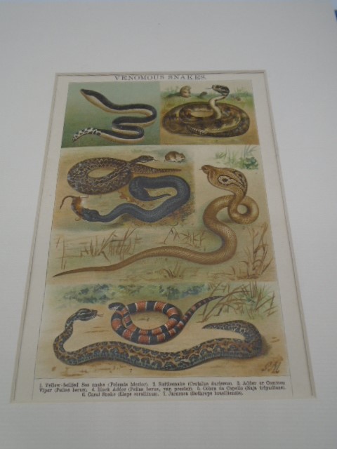 Venomous snakes and Orchids original engravings - Image 3 of 3