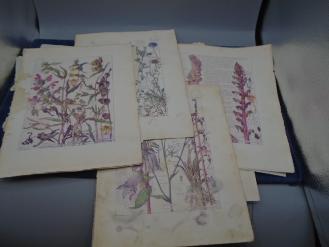 Collection of Botanical plates, Wild flowers of British Isles