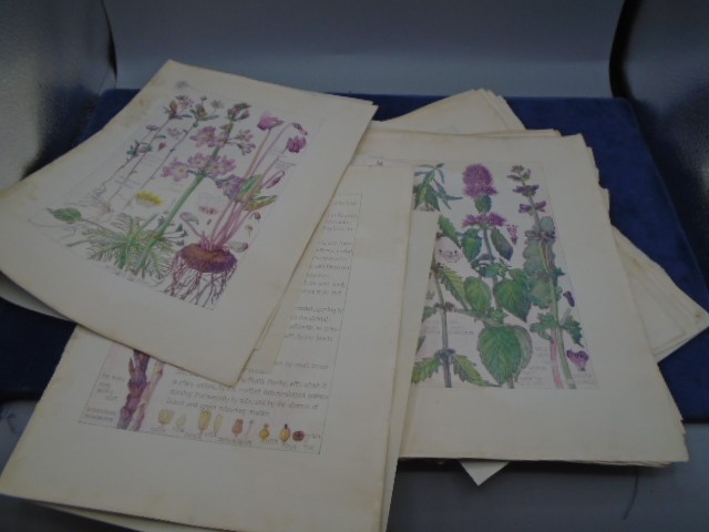 Collection of Botanical plates, Wild flowers of British Isles - Image 3 of 3