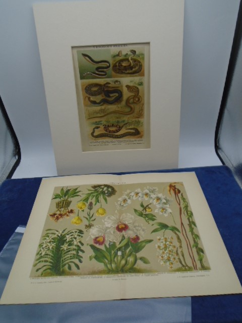 Venomous snakes and Orchids original engravings