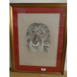 Picture - (pen and ink?) of an Afghan Hound signed Robin Elvern 12x17"