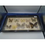 Framed and glazed taxidermy study of exotic butterflies, approx 47cm x 25cm