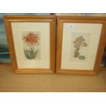 Pair of Framed Antique Prints 12 x 15 inches
