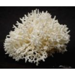 Bird's Nest coral specimen