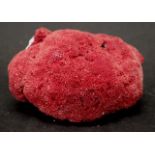 Red coral specimen