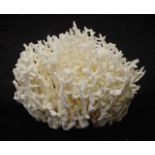 Bird's Nest coral specimen