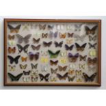 Framed entomological display