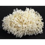 Birds nest coral specimen