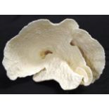 Turban coral specimen