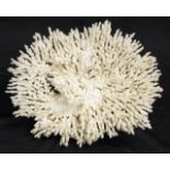 Plate coral specimen
