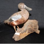 Old taxidermy standing duck