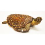 Antique taxidermy turtle