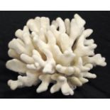Soft cauliflower coral specimen