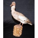 Early taxidermy standing duck
