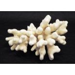 Cauliflower coral specimen