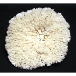 Plate coral specimen