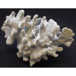 Blue Coral specimen