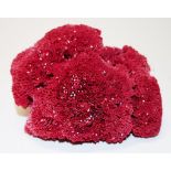 Red coral specimen