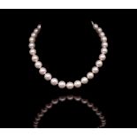 Large freshwater pearl necklace