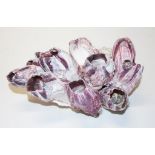 Purple barnacle cluster specimen