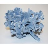 Blue coral specimen