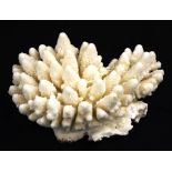 Finger Coral specimen