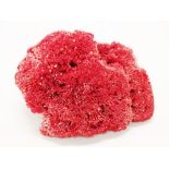 Red Coral specimen