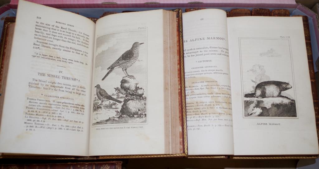 Georgian part set volumes 'Natural History' - Image 4 of 4