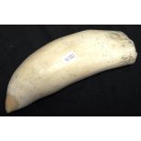 Early Sperm whale tooth