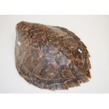 Turtle carapace shell