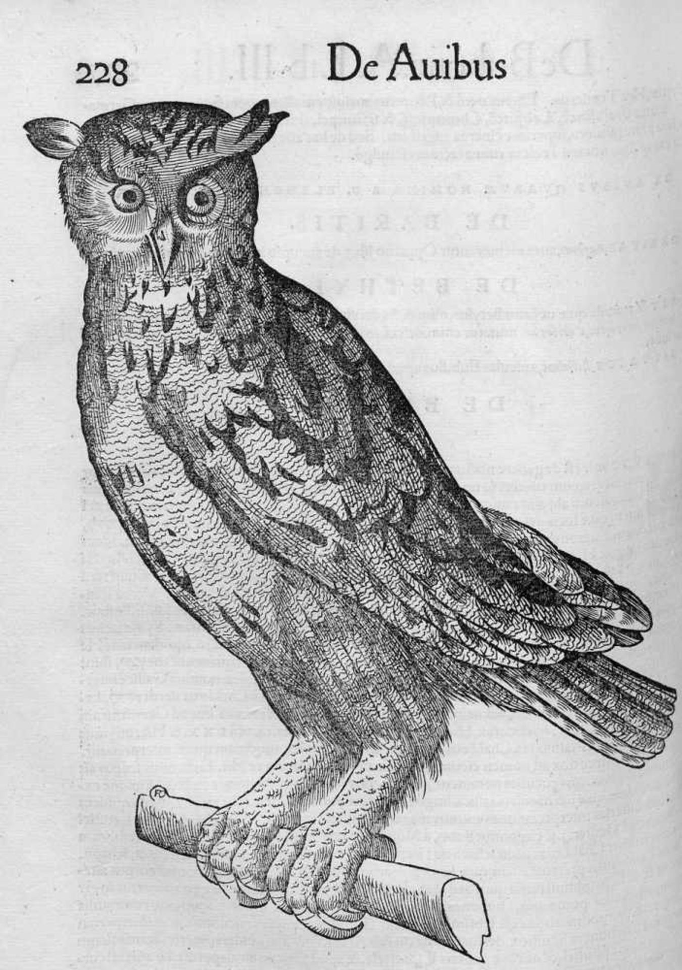 Gesner, Conrad: Historiae animalium libri III. qui est de Avium natura - Bild 2 aus 2