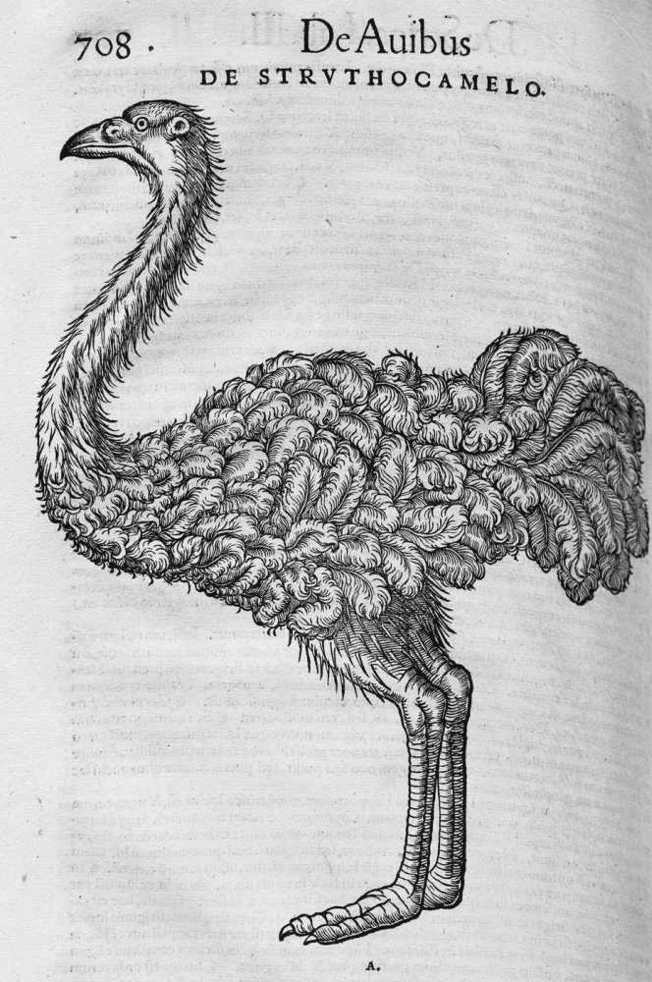 Gesner, Conrad: Historiae animalium libri III. qui est de Avium natura