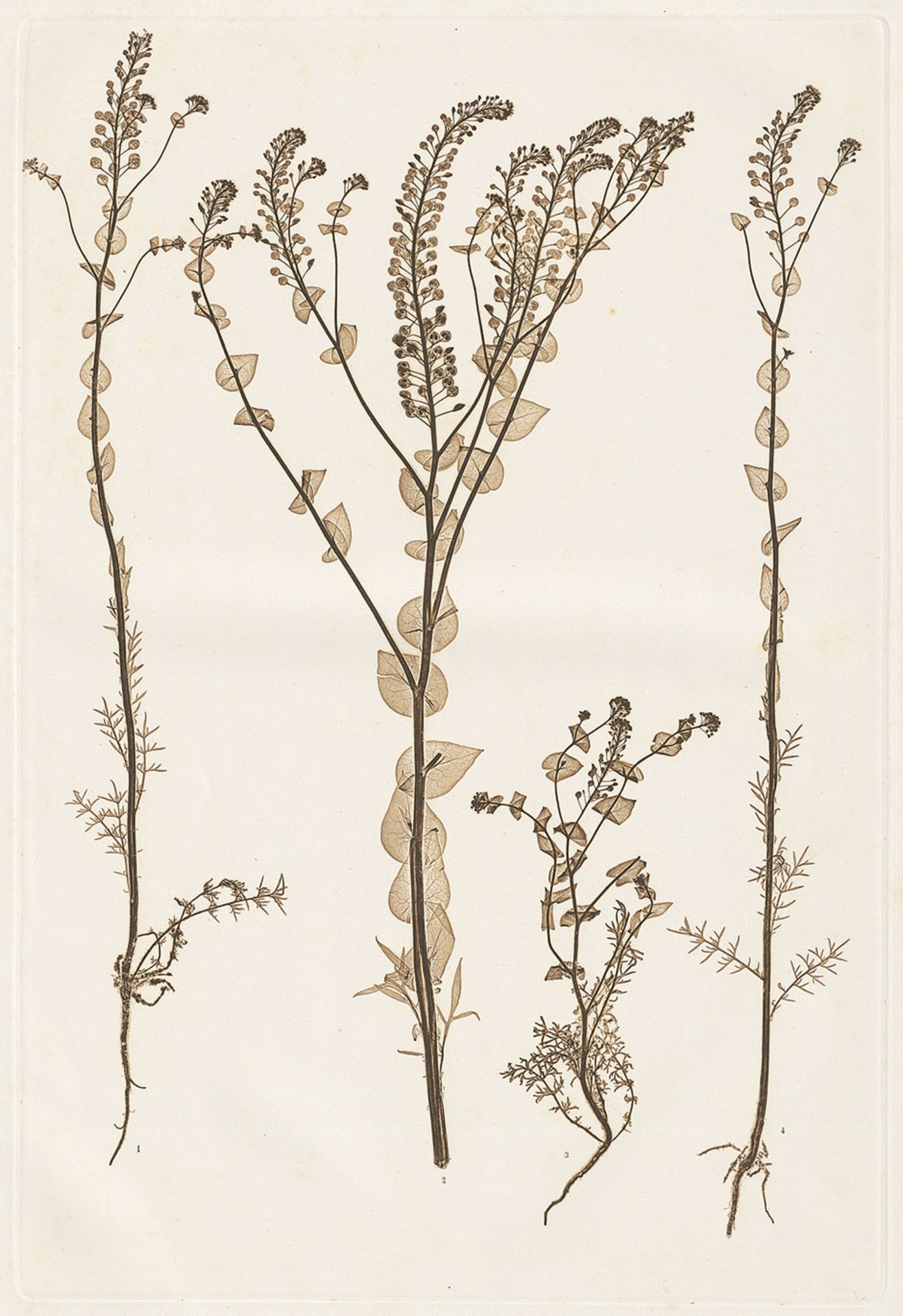 Nature Printing: Plant studies - Nature PrintingConstantin v. Ettingshausen and A. Pokorny. Plant