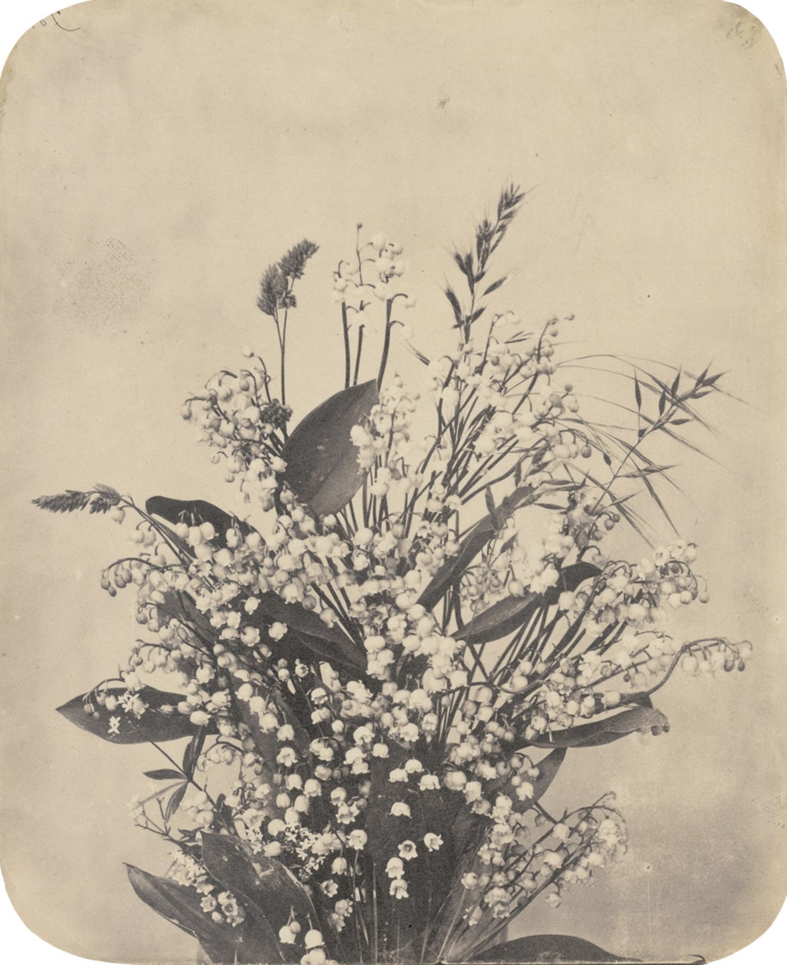 Unknown Photographer: Flower still life with Lily of the ValleyFlower still life with Lily of the