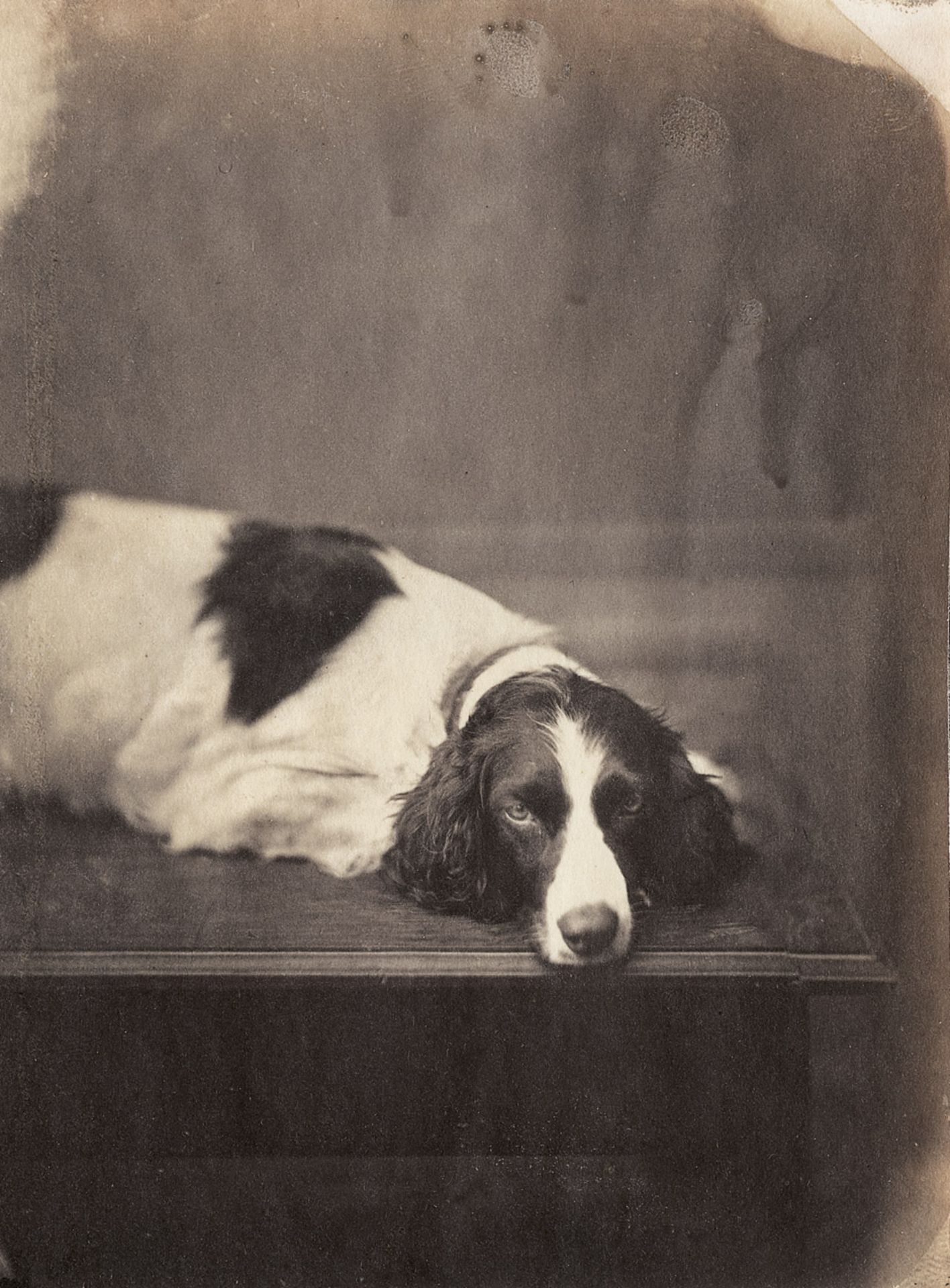 Unknown Photographer: Sulking English SetterSulking English Setter. Circa 1860. Albumen print. 14,