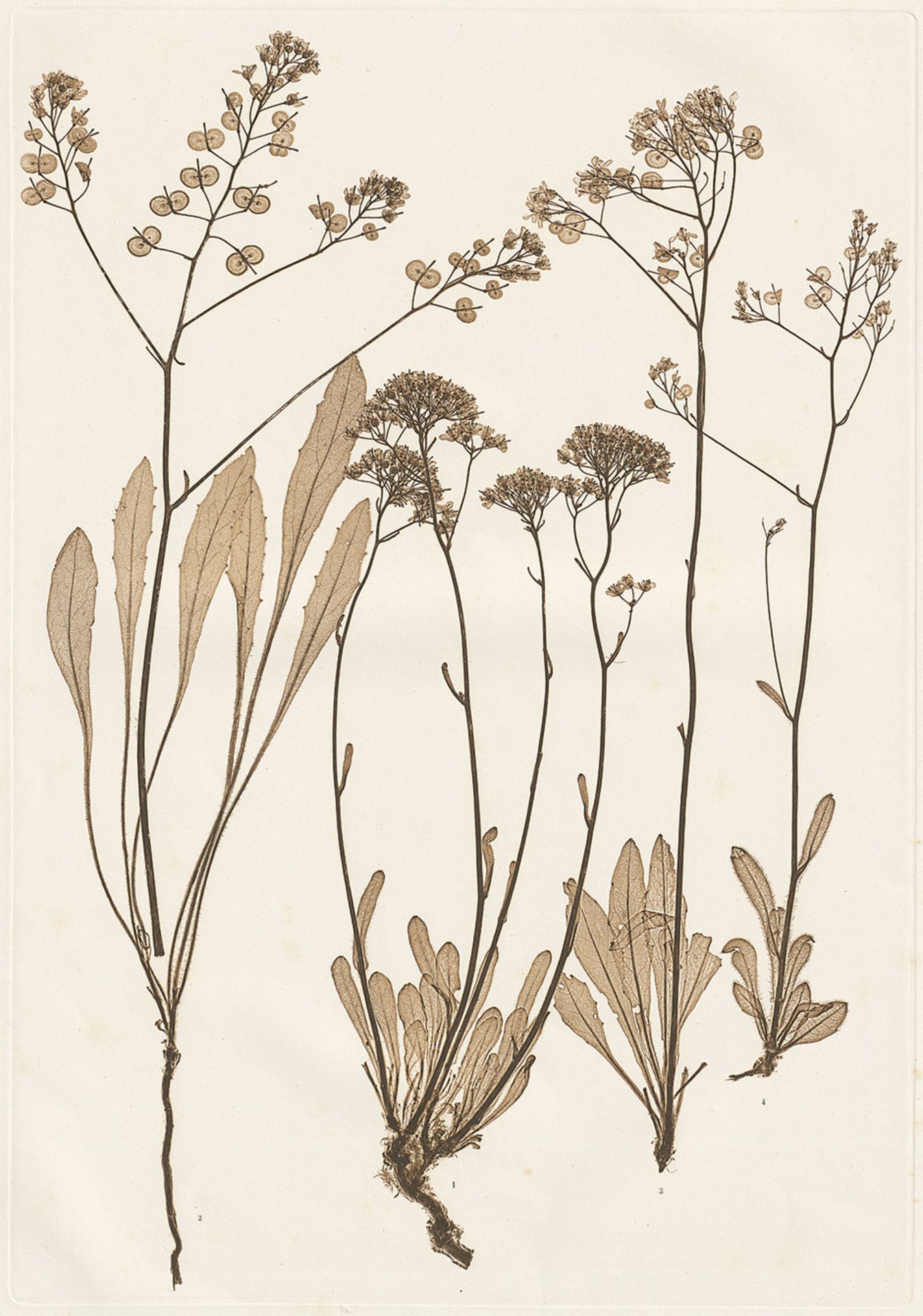 Nature Printing: Plant studies - Nature PrintingConstantin v. Ettingshausen and A. Pokorny. Plant - Bild 2 aus 2
