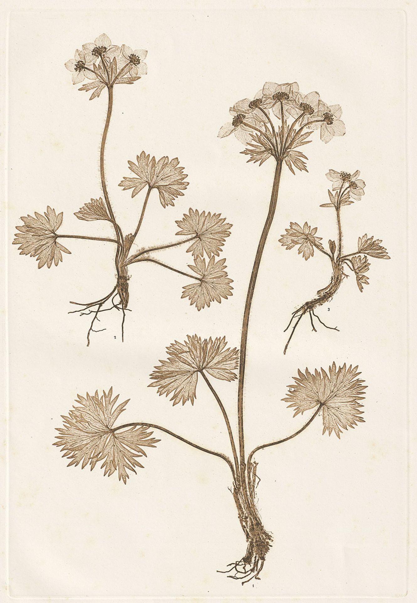 Nature Printing: Plant studies - Nature PrintingConstantin v. Ettingshausen and A. Pokorny. Plant