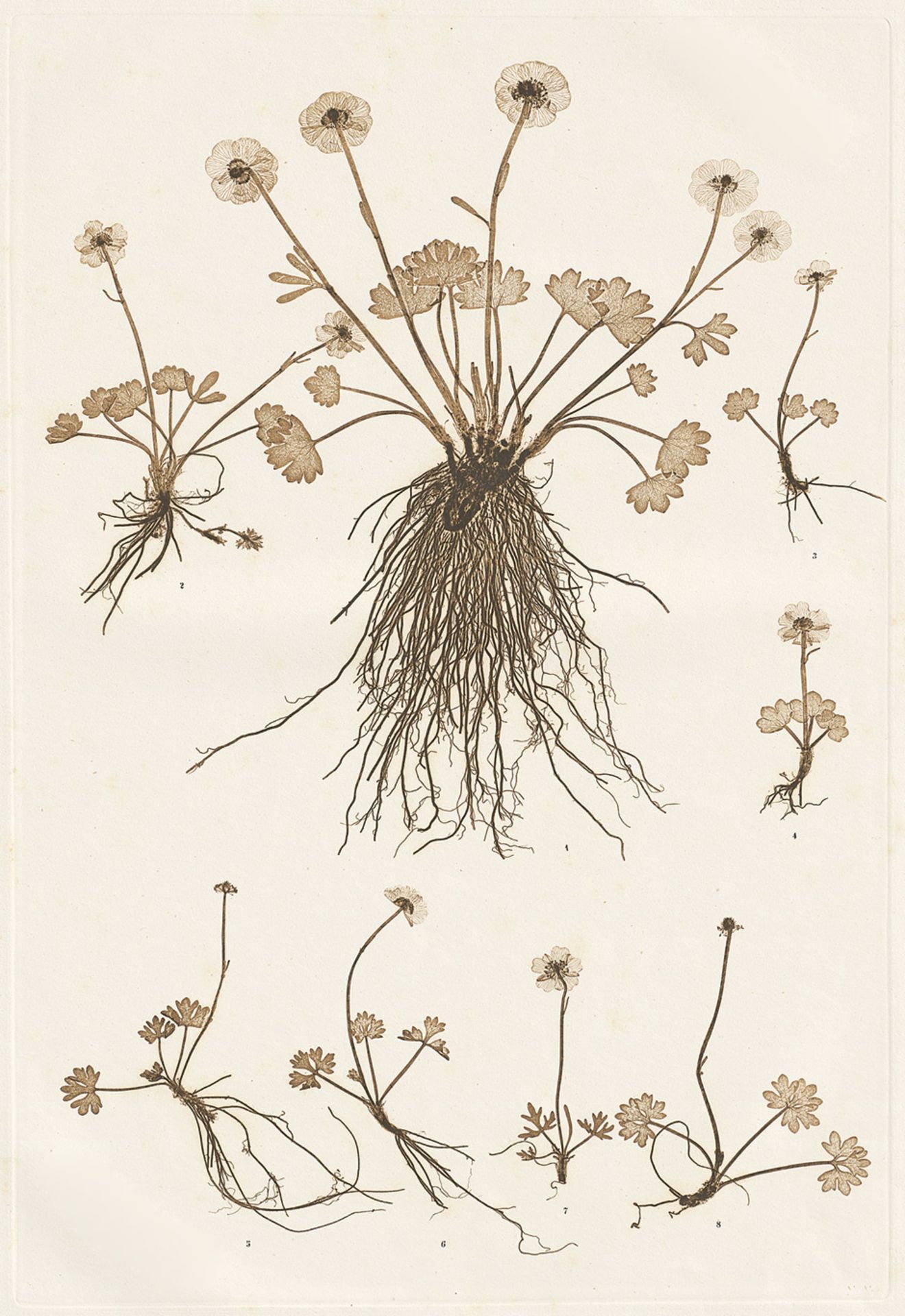 Nature Printing: Plant studies - Nature PrintingConstantin v. Ettingshausen and A. Pokorny. Plant - Bild 2 aus 2