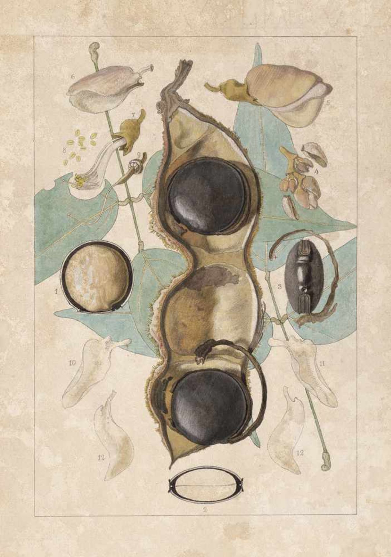 Deutsch: um 1860. Zwei botanische Studien der südamerikanischen Urwaldfrucht Mucuna urensum 1860. - Bild 2 aus 2