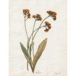 Österreichisch: 1817. Celsia1817. "Celsia"Aquarell auf Bütten. 29,5 x 22,8 cm. Unten datiert und