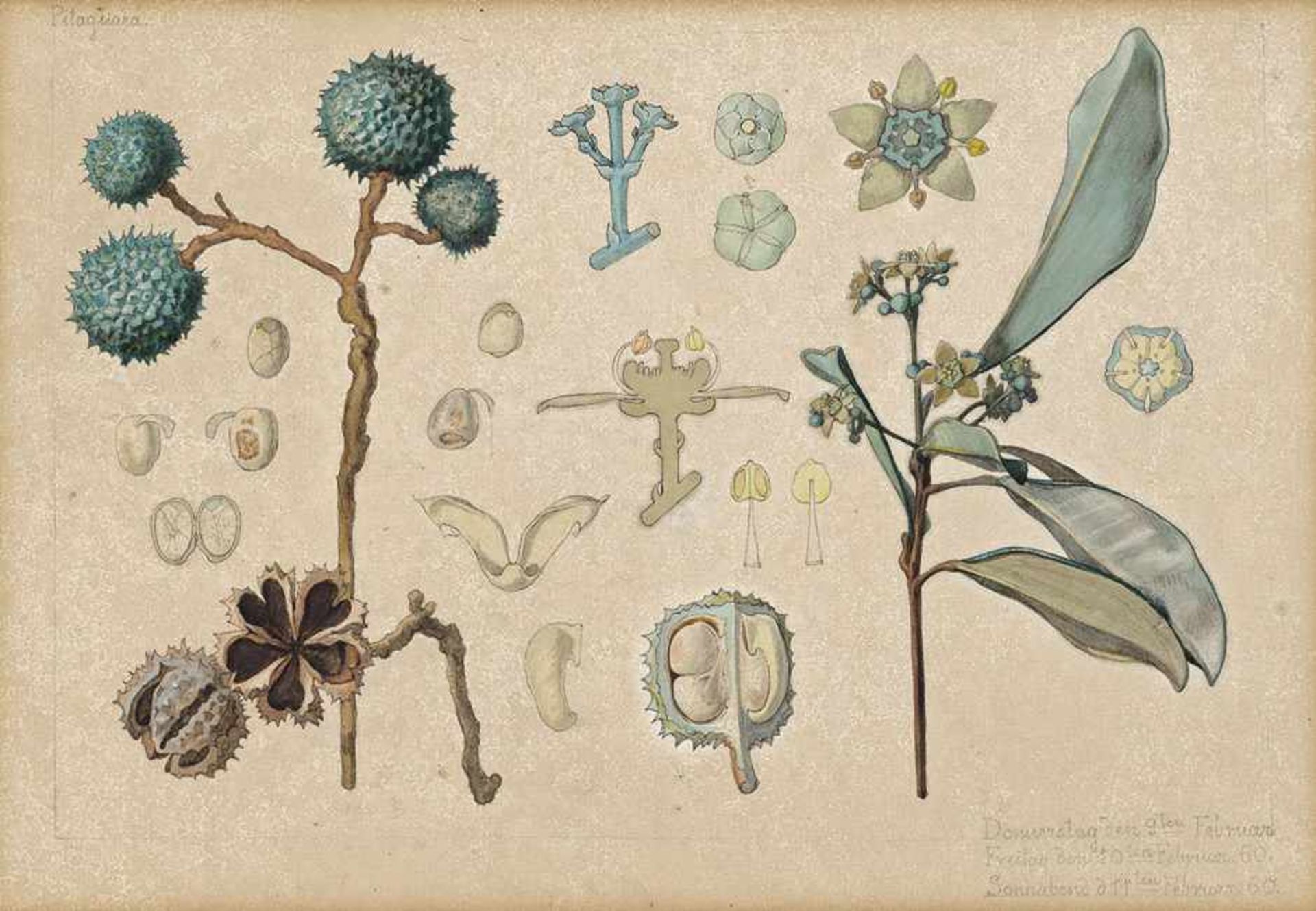 Deutsch: 1859. Die Frucht des in Südamerika beheimateten Kalebassenbaumes (Crescentia cujete)1859. - Bild 2 aus 2
