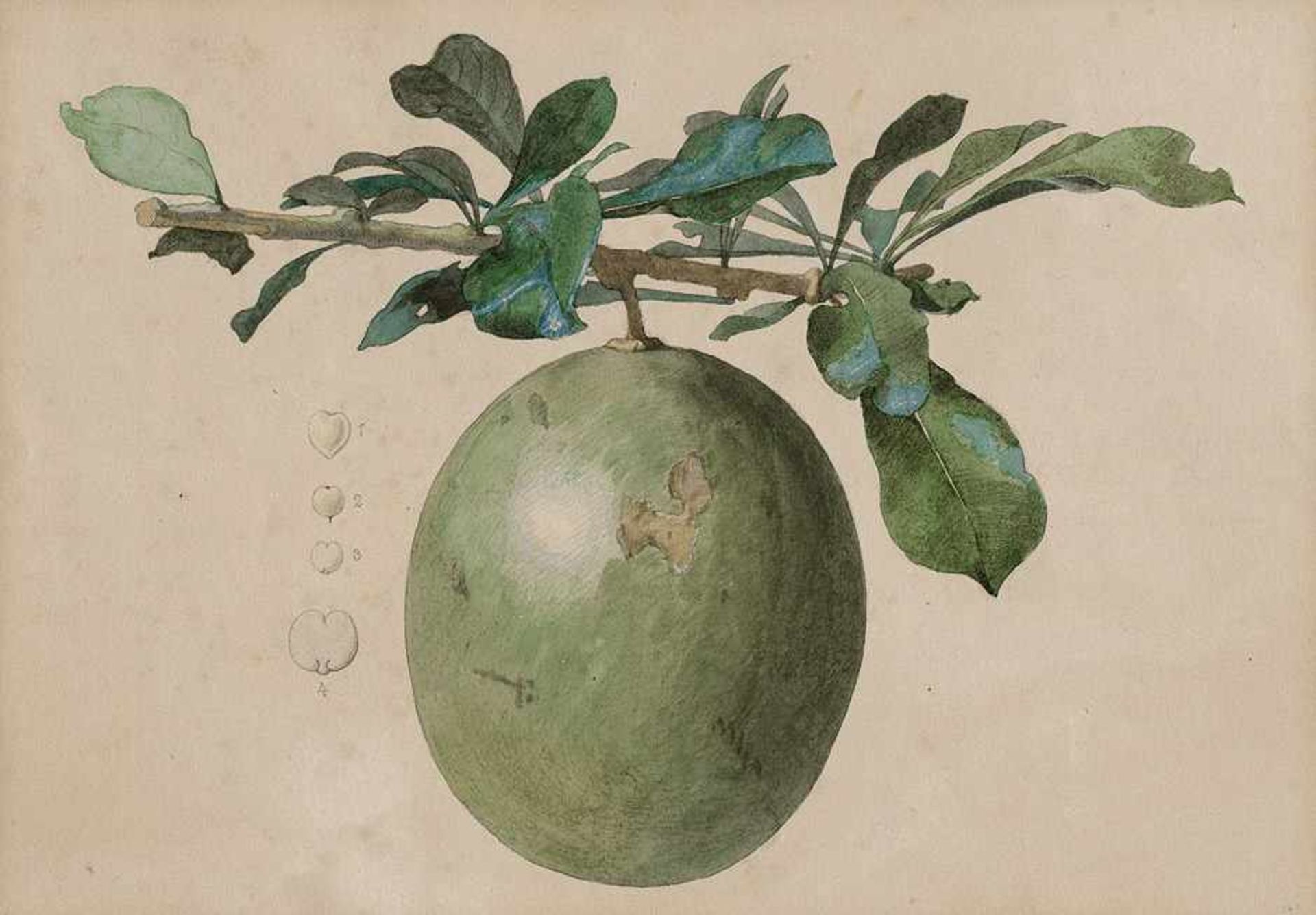 Deutsch: 1859. Die Frucht des in Südamerika beheimateten Kalebassenbaumes (Crescentia cujete)1859.